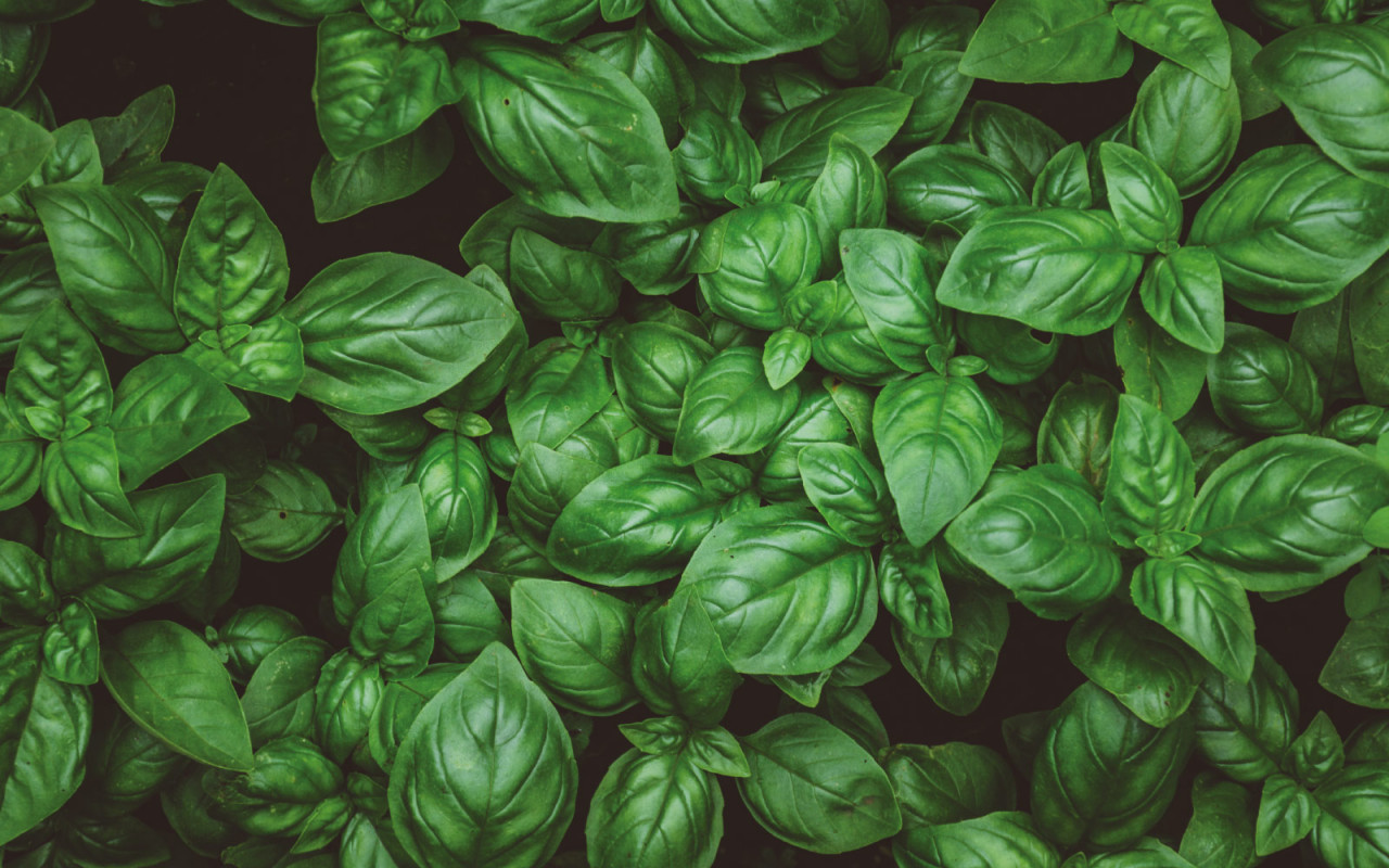 stephanus-basilikum-blog-1600x100_20230302-093607_1