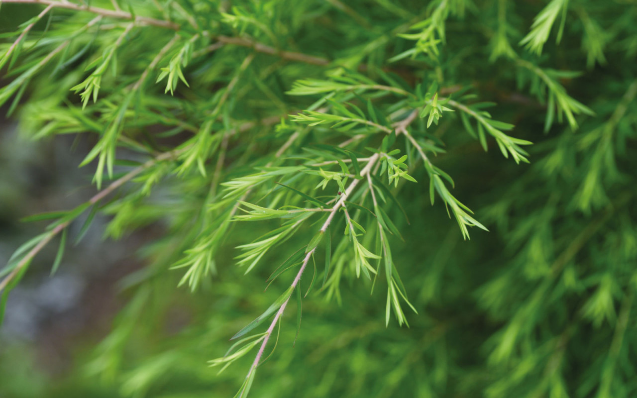 stephanus-aetherisches-oel-des-monats-teebaum-1600x1000