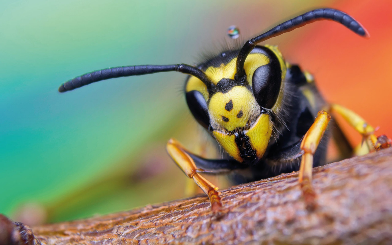 stephanus-blog-wespenalarm-1600x1000